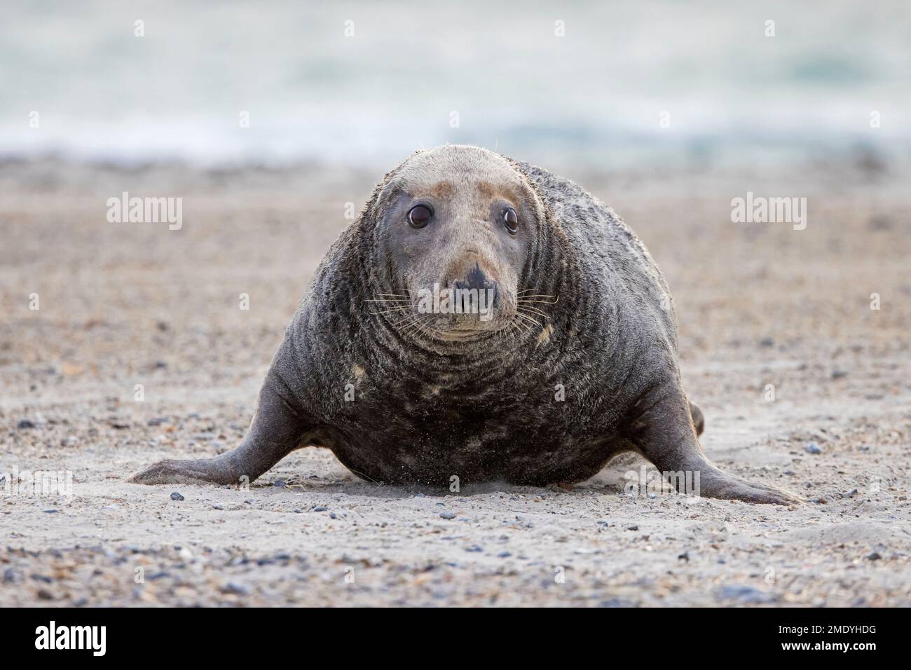 Grey seal / gray seal (Halichoerus grypus) adult male / bull crawling on sandy beach along the North Sea coast in winter Stock Photo