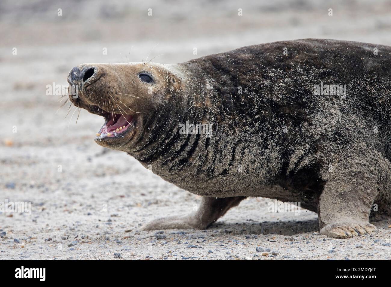 Grey seal / gray seal (Halichoerus grypus) adult male / bull calling and crawling on sandy beach along the North Sea coast in winter Stock Photo