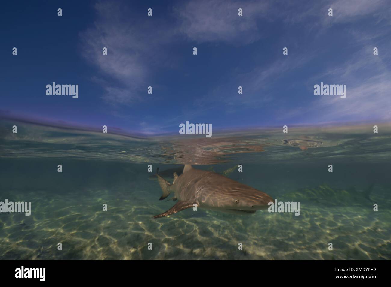 Lemon Sharks (Negaprion brevirostris) in the shallow water in North Bimini, Bahamas Stock Photo