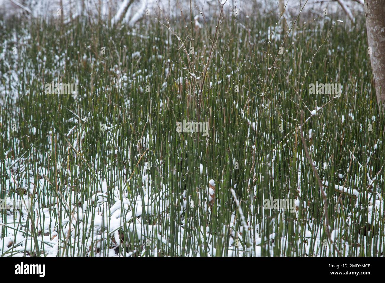 Rush grass at the river Alm, Vorchdorf, Austria Stock Photo