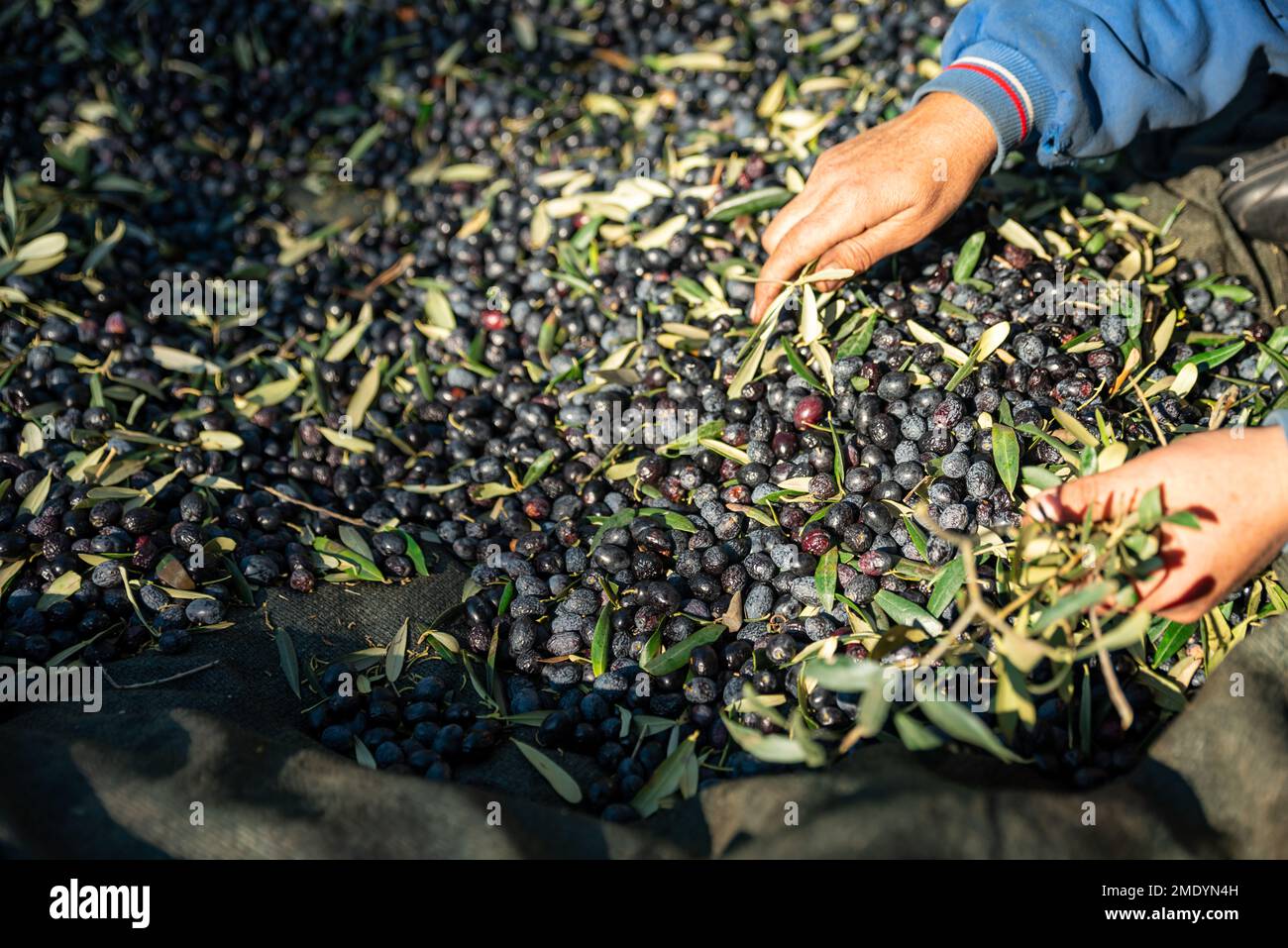 Olive picking time , Peasant Hands during Olives Harvesting , Farmer