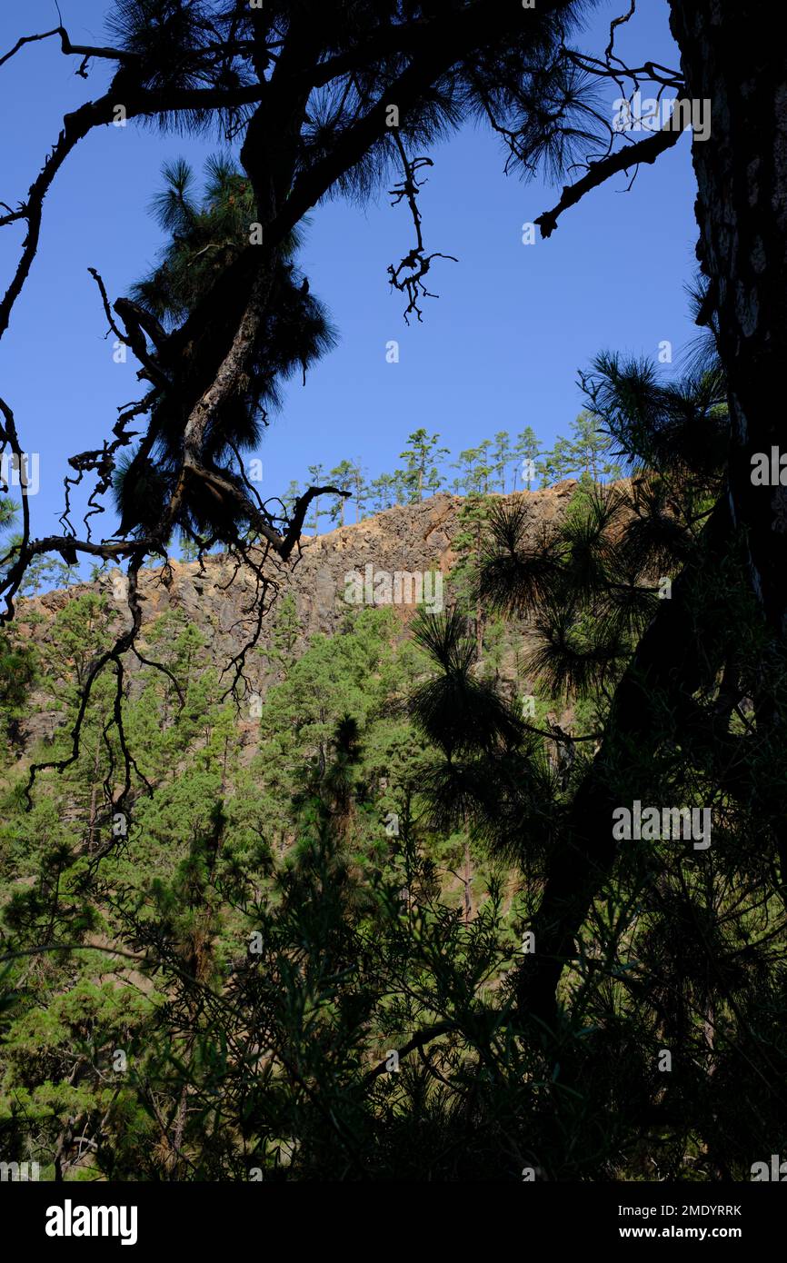 Pinus canariensis, Canarian pine trees in a gorge, barranco, Ifonche, Adeje, Tenerife, Canary Islands, Spain Stock Photo