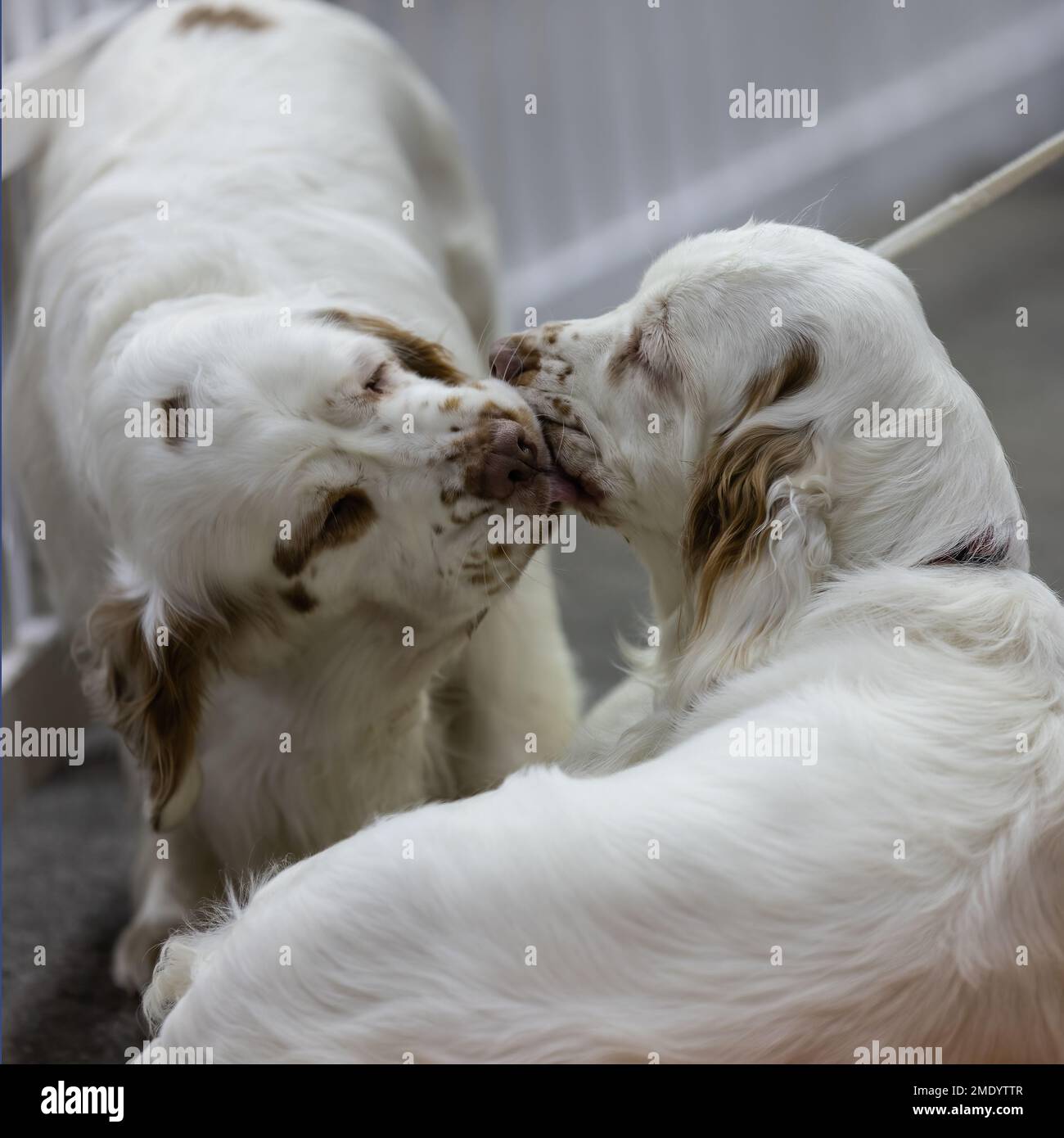 Two Clumber Spaniel gundogs nuzzlling each other Stock Photo