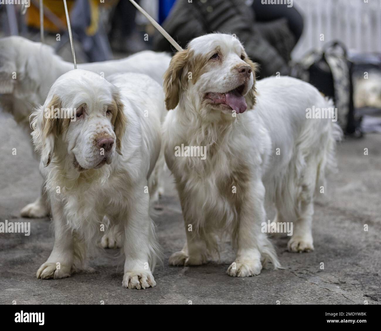 Two Clumber Spaniel gundogs Stock Photo