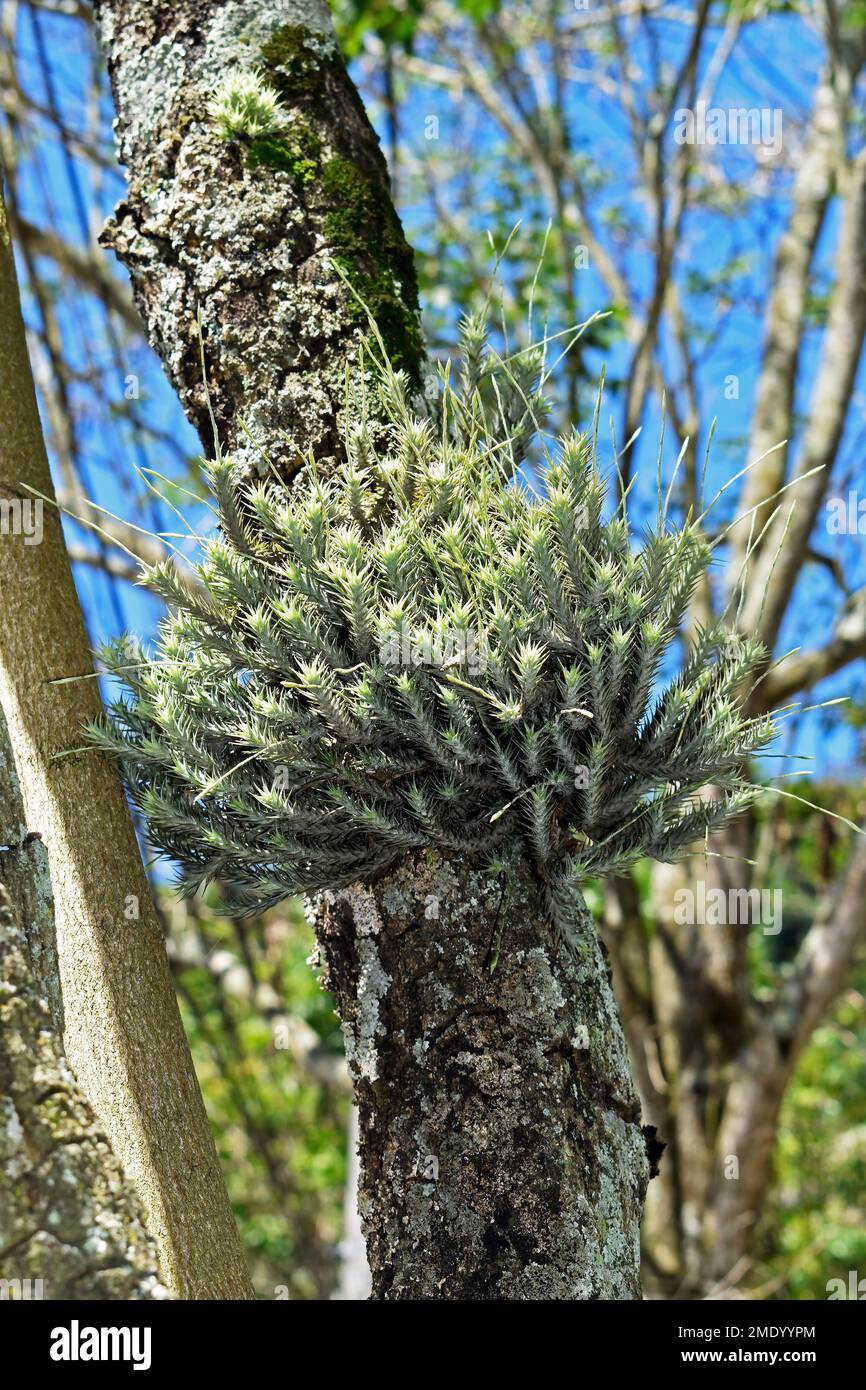 Tillandsia (Tillandsia tricholepis) on tree trunk Stock Photo
