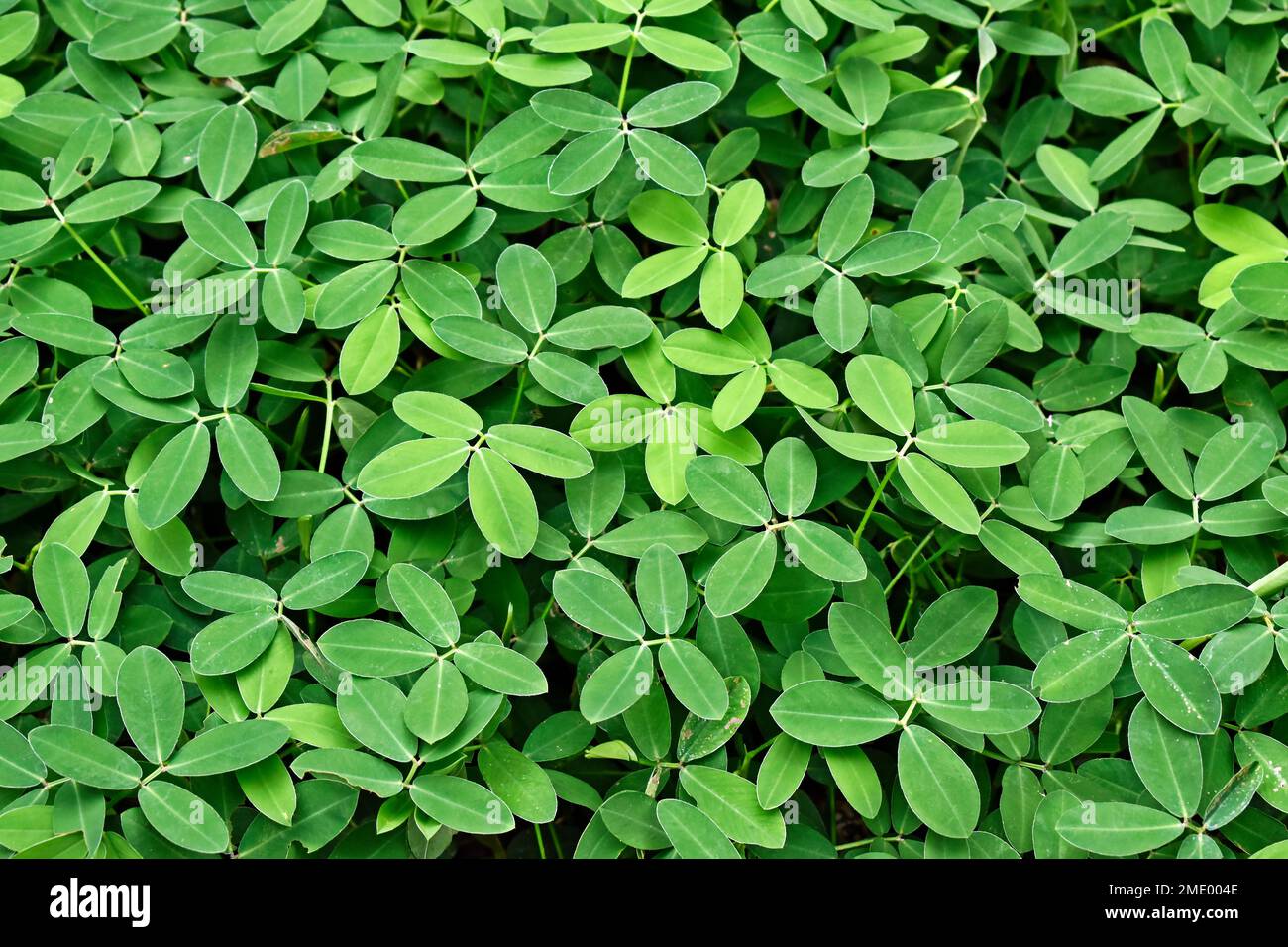 Peanut grass (Arachis repens), plant often used as a forage and ornamental plant Stock Photo