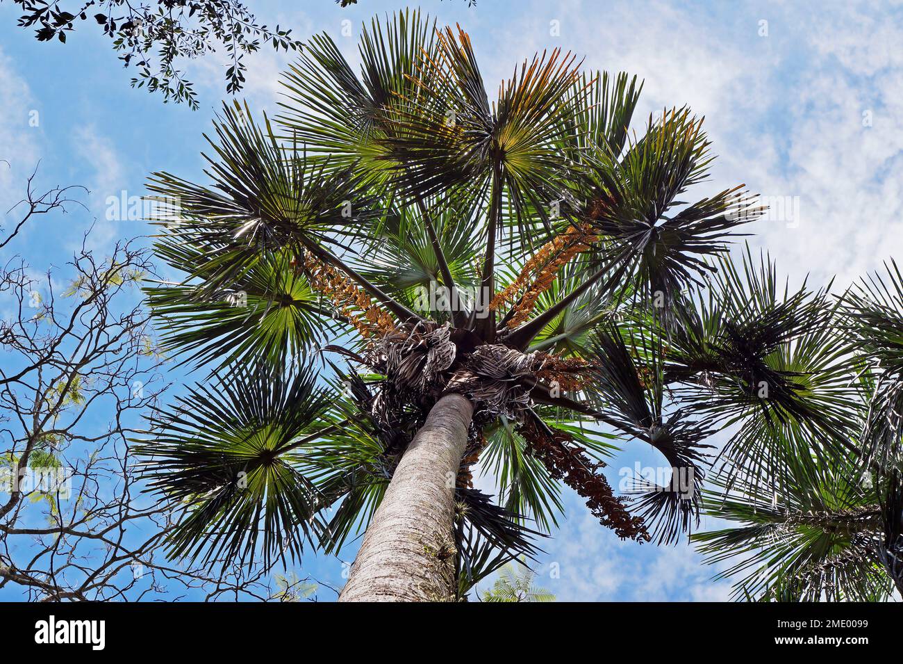 Moriche palm (Mauritia flexuosa) on tropical rainforest Stock Photo