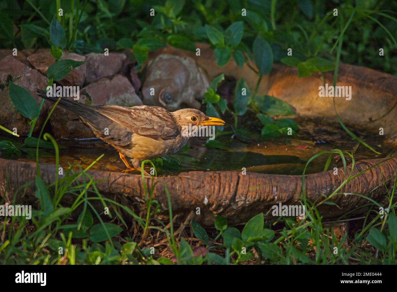 A single Karoo Thrush (Turdus smithi) drinking from a suburban bird bath Stock Photo