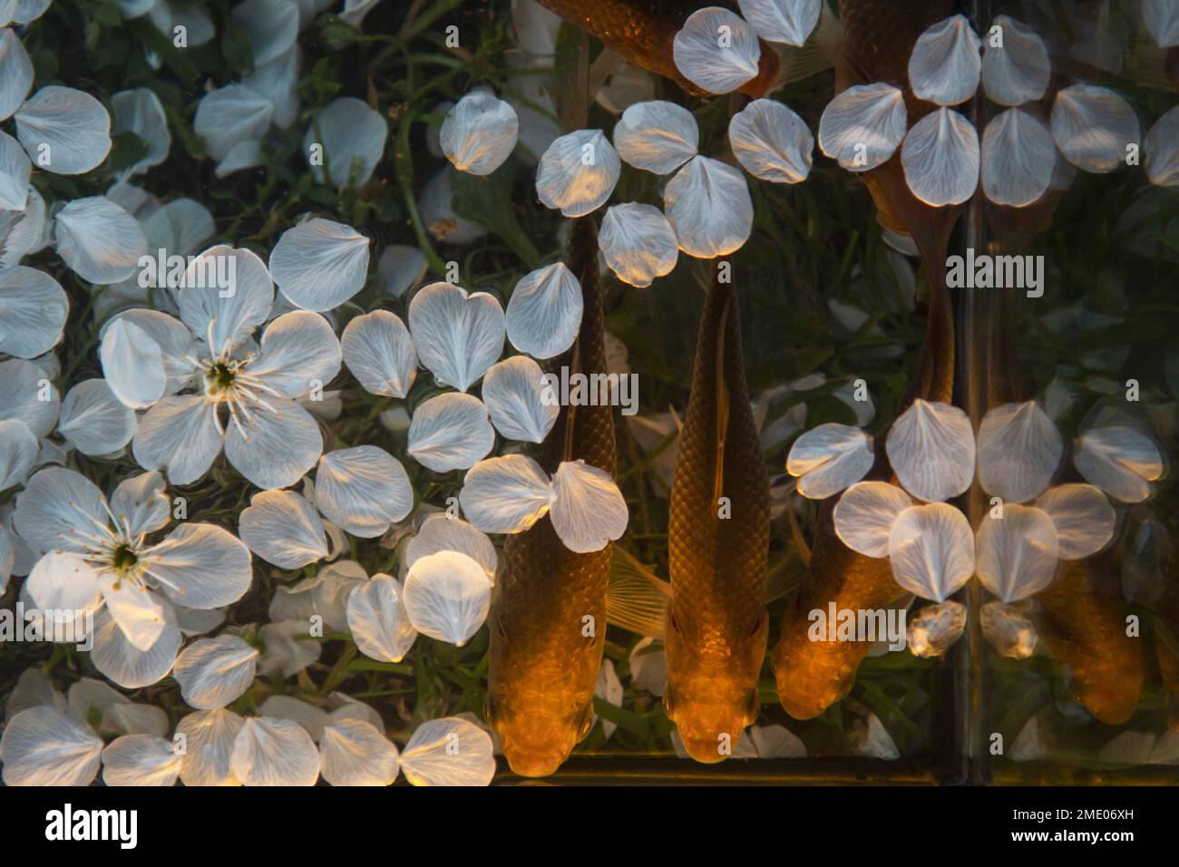 three fish in the sunset rays and petals of spring flowers top view Stock Photo