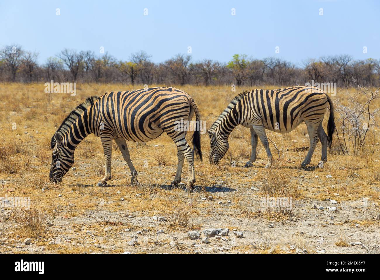 Zebras in natural habitat in Etosha National Park in Namibia. African wildlife. South Africa