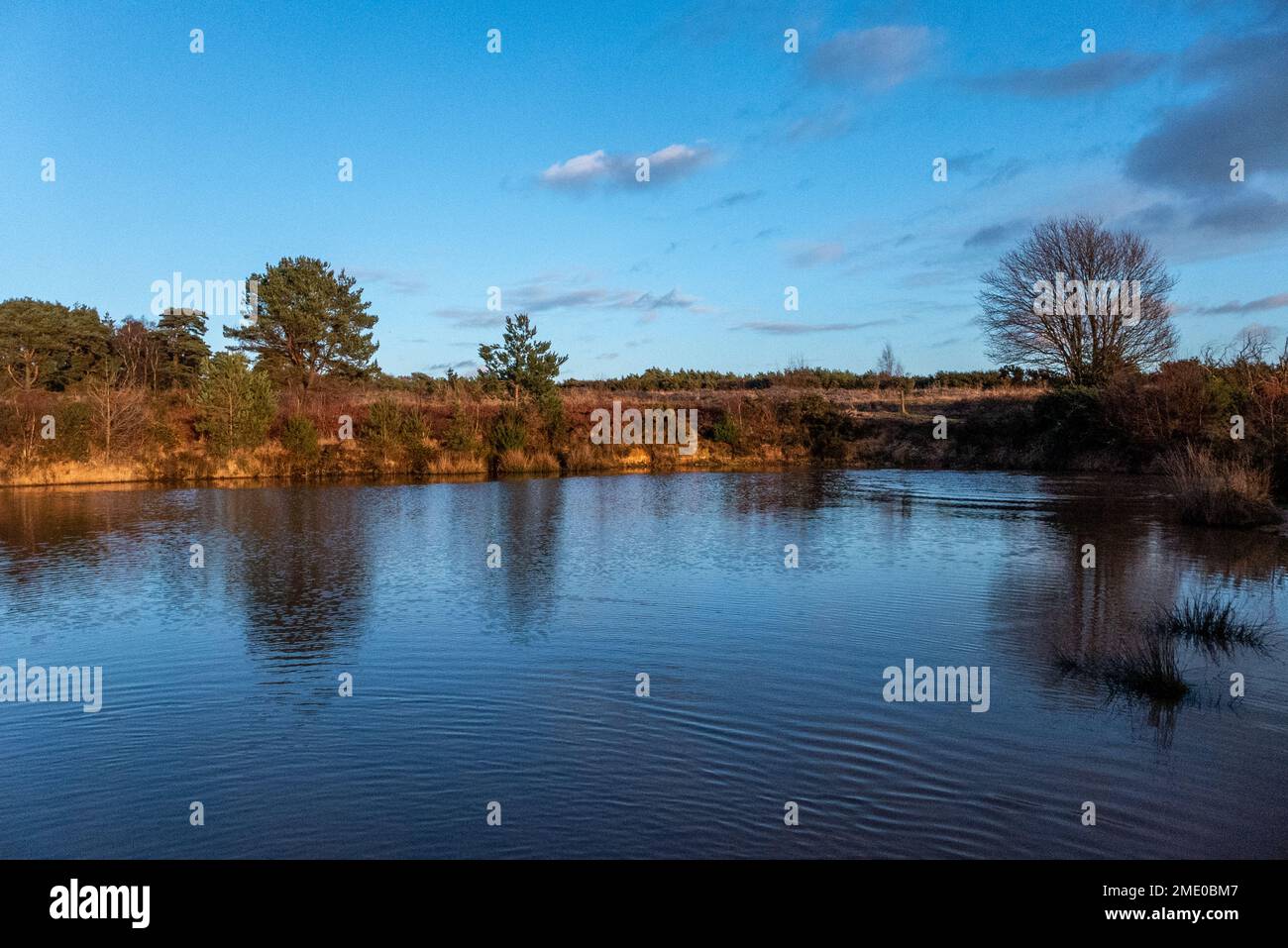 Chelwood Gate, December 26th 2022 A dog in Ashdown Forest looking at