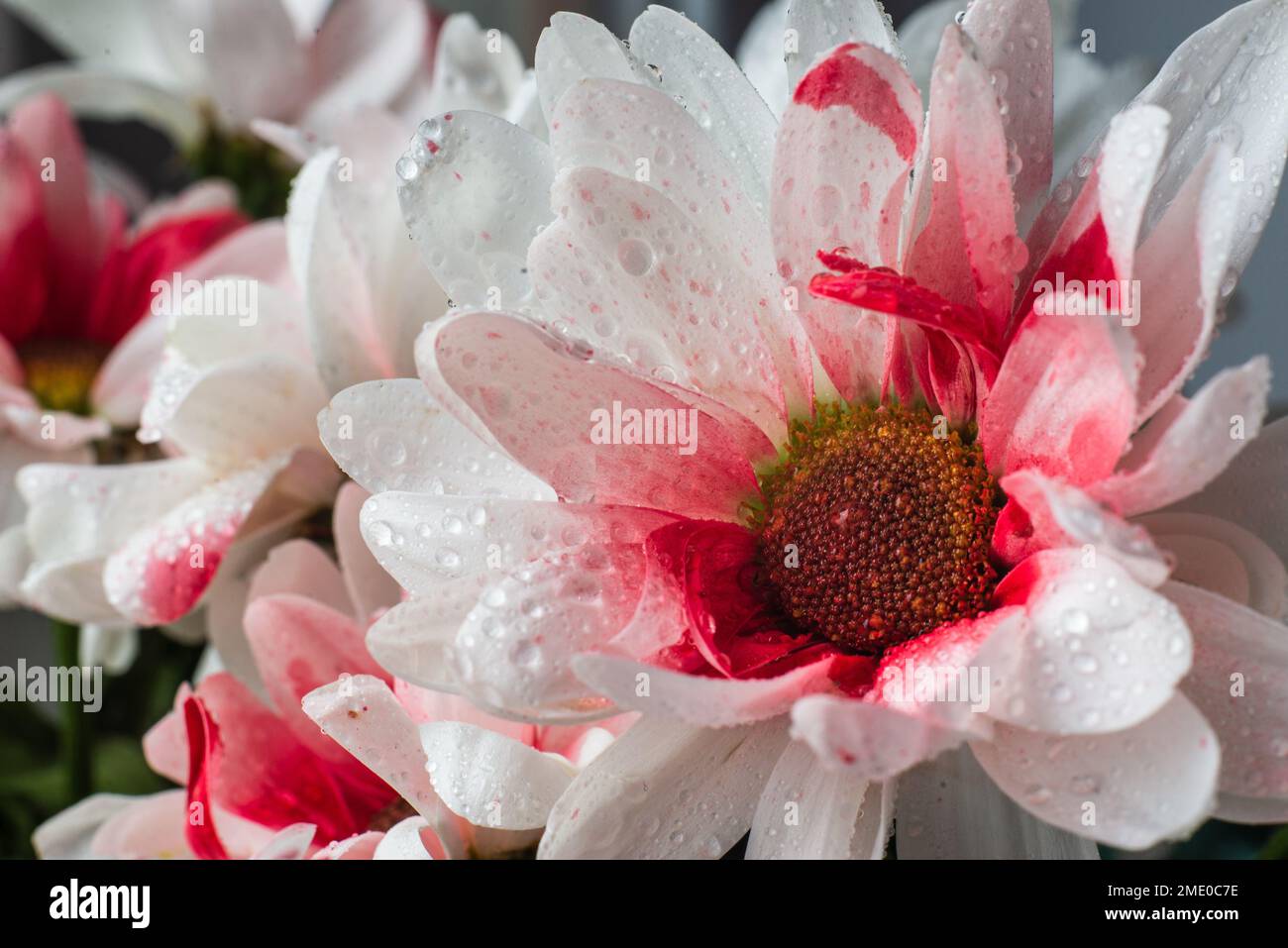 White chrysanthemums background, top view. Floral wallpapers.  flowers Daisy Bouquet  selective focus beautiful pink. Stock Photo