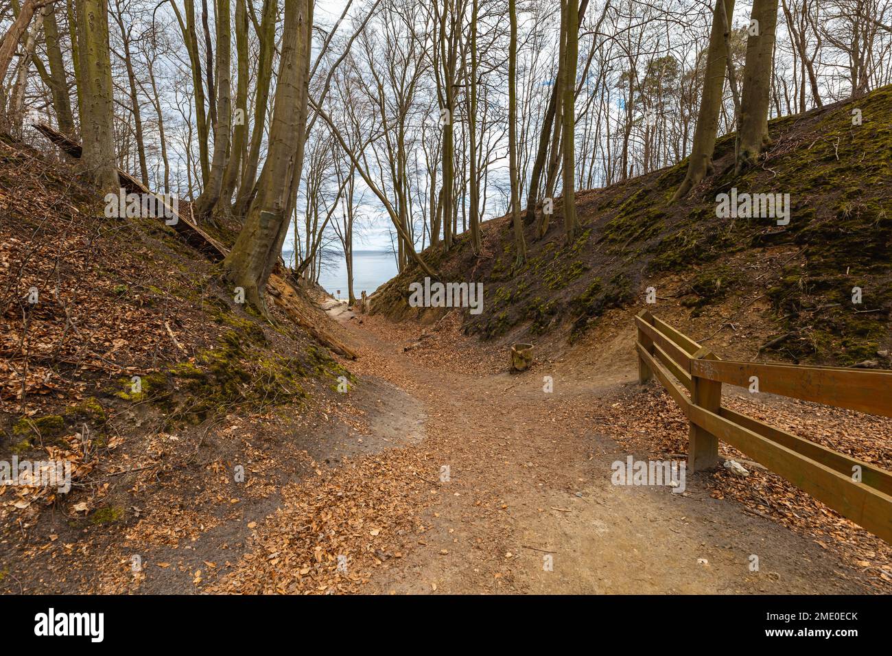 Small path in park full of old trees to small beach next to Baltic sea ...