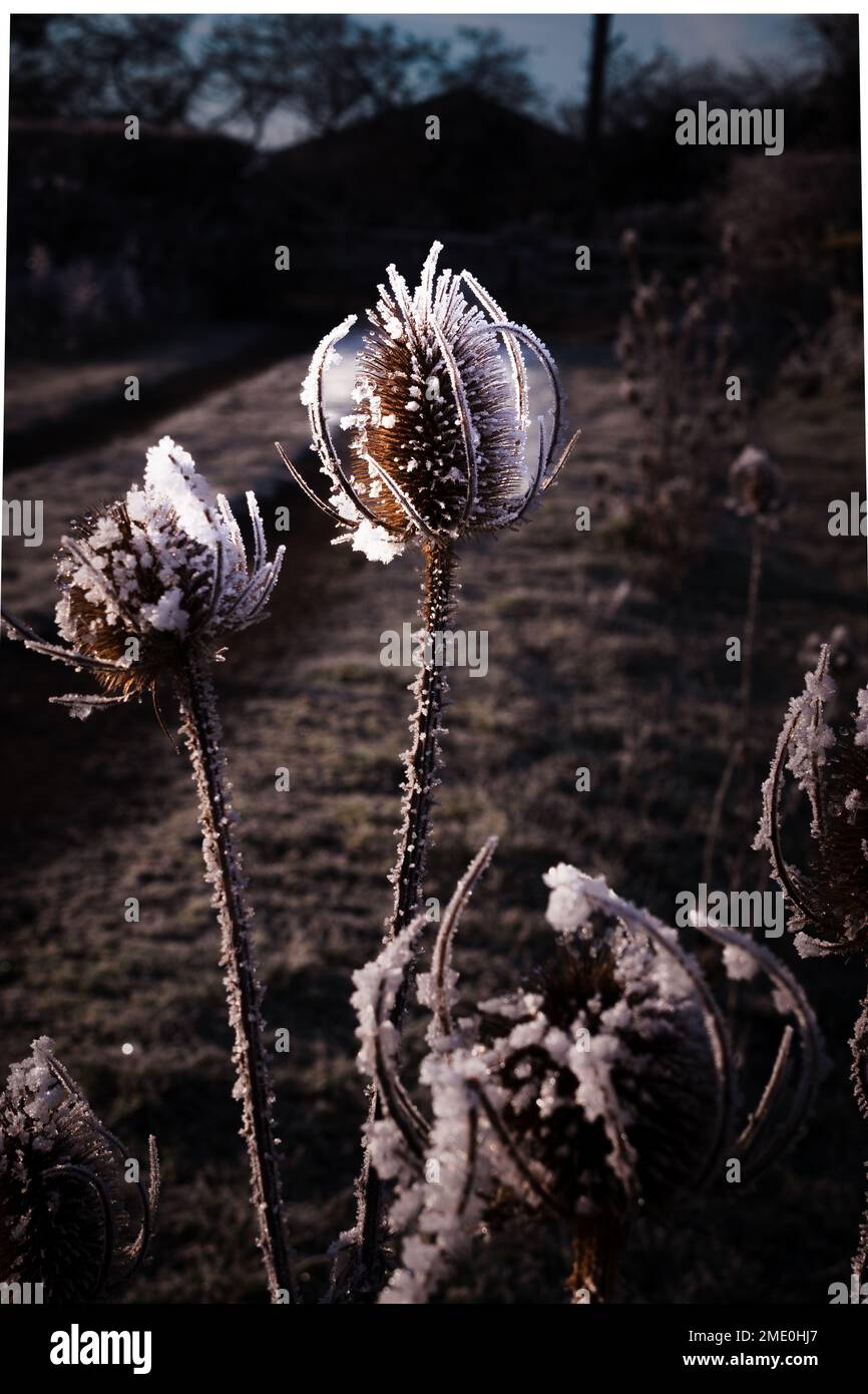 Thistle with frozen leaves Stock Photo