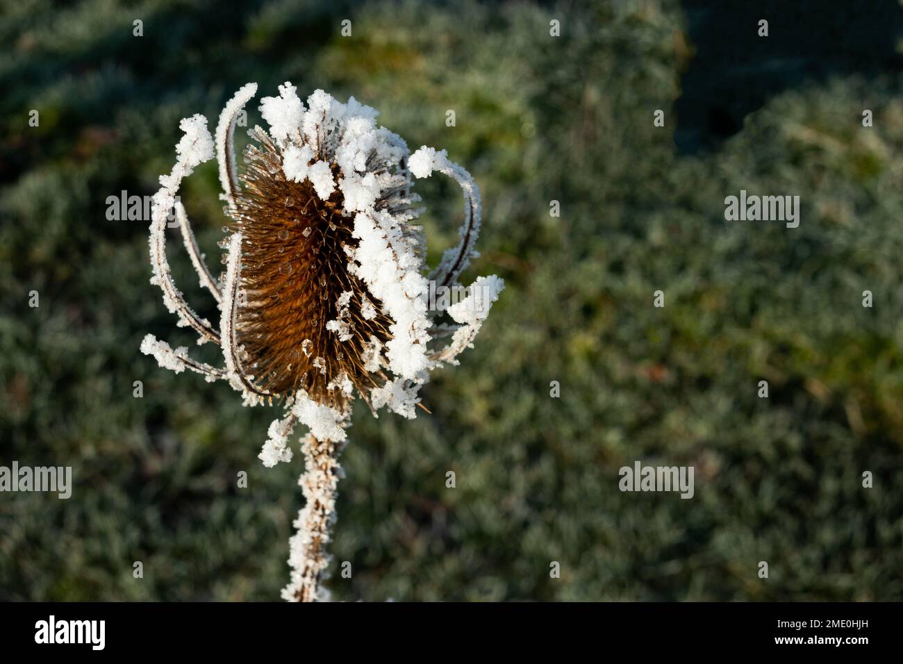 frost on thistle Stock Photo