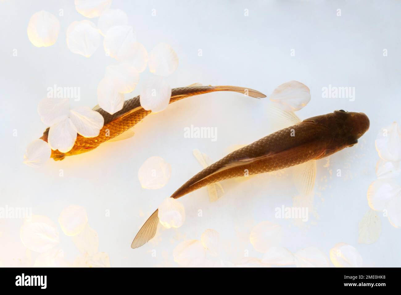 yin yang shaped fish with flower petals around Stock Photo