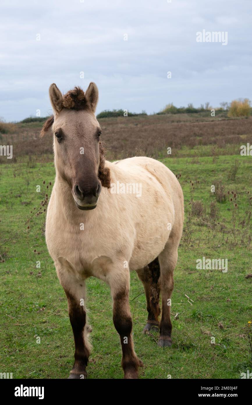 Kingfishers bridge wetland creation trust hires stock photography and