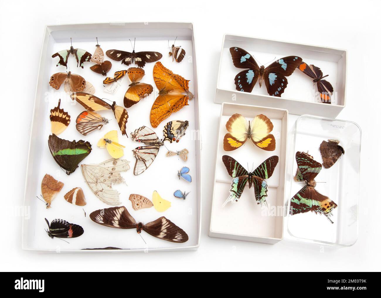Amateur butterfly & moth specimen collection Stock Photo