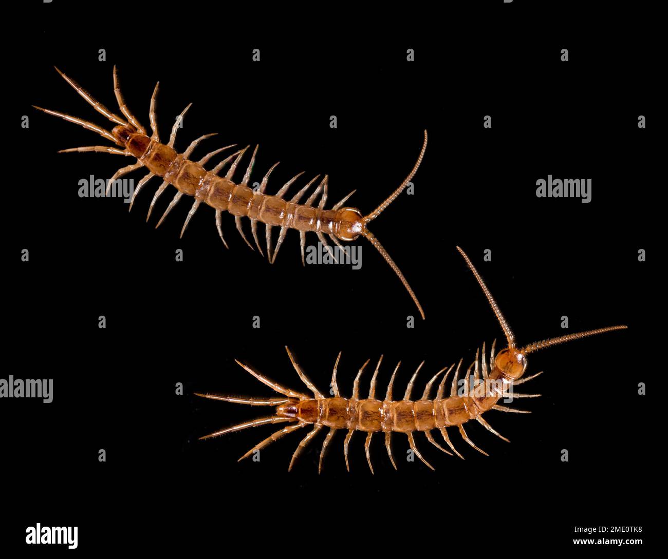 Soil centipede hi-res stock photography and images - Alamy