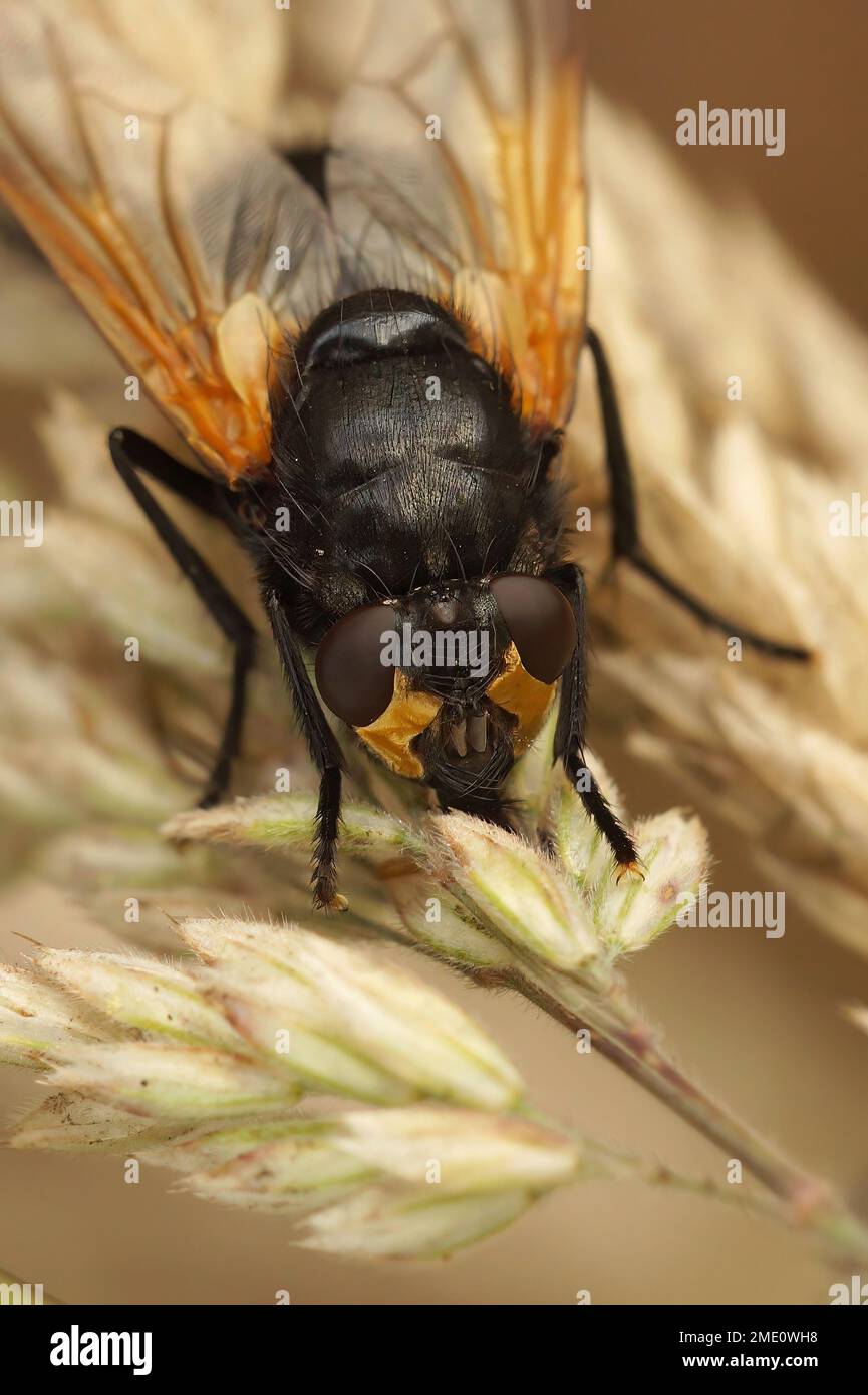 Detailed closeup on a black and orange Noonday fly, Mesembrina meridiana sitting on dried grass Stock Photo