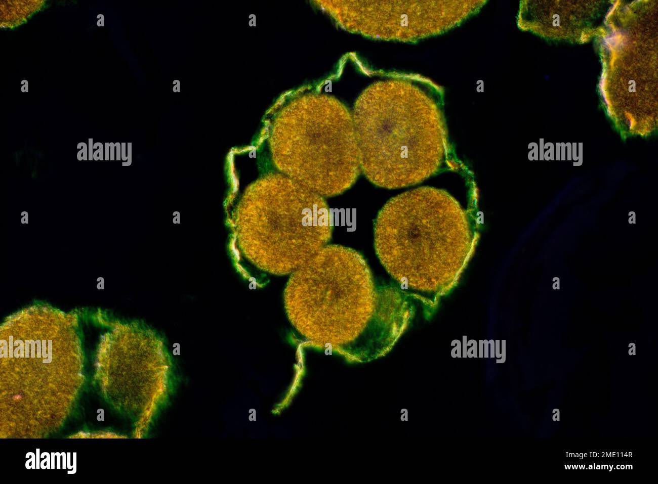 Starfish emryo development stages Stock Photo - Alamy