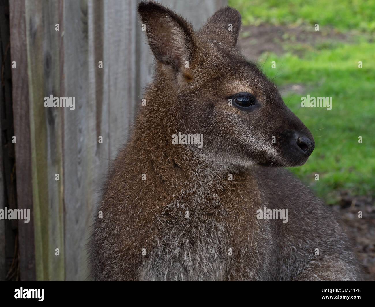 Portrait of a young wallaby Stock Photo