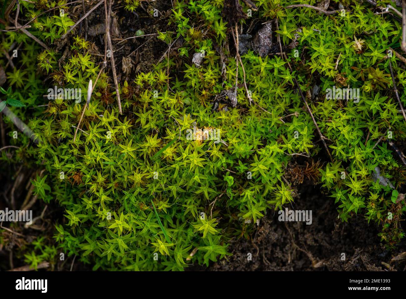Moss Plantago subulata fresh grownL. Sedum acre,  tiny green leaves mnium macro Stock Photo