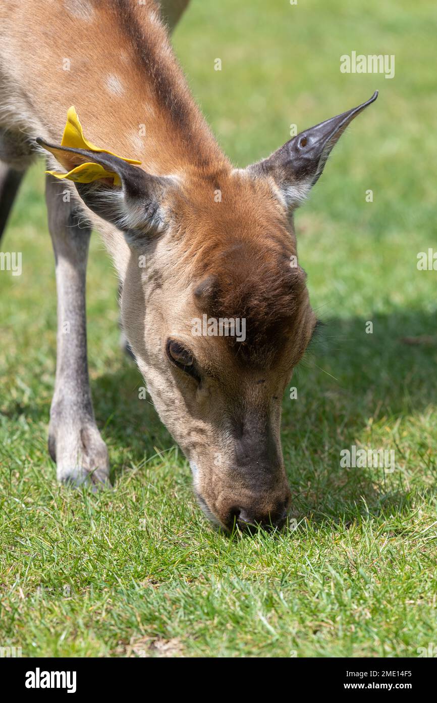 Head shot of a Persian fallow deer (dama mesopotamica) grazing Stock Photo