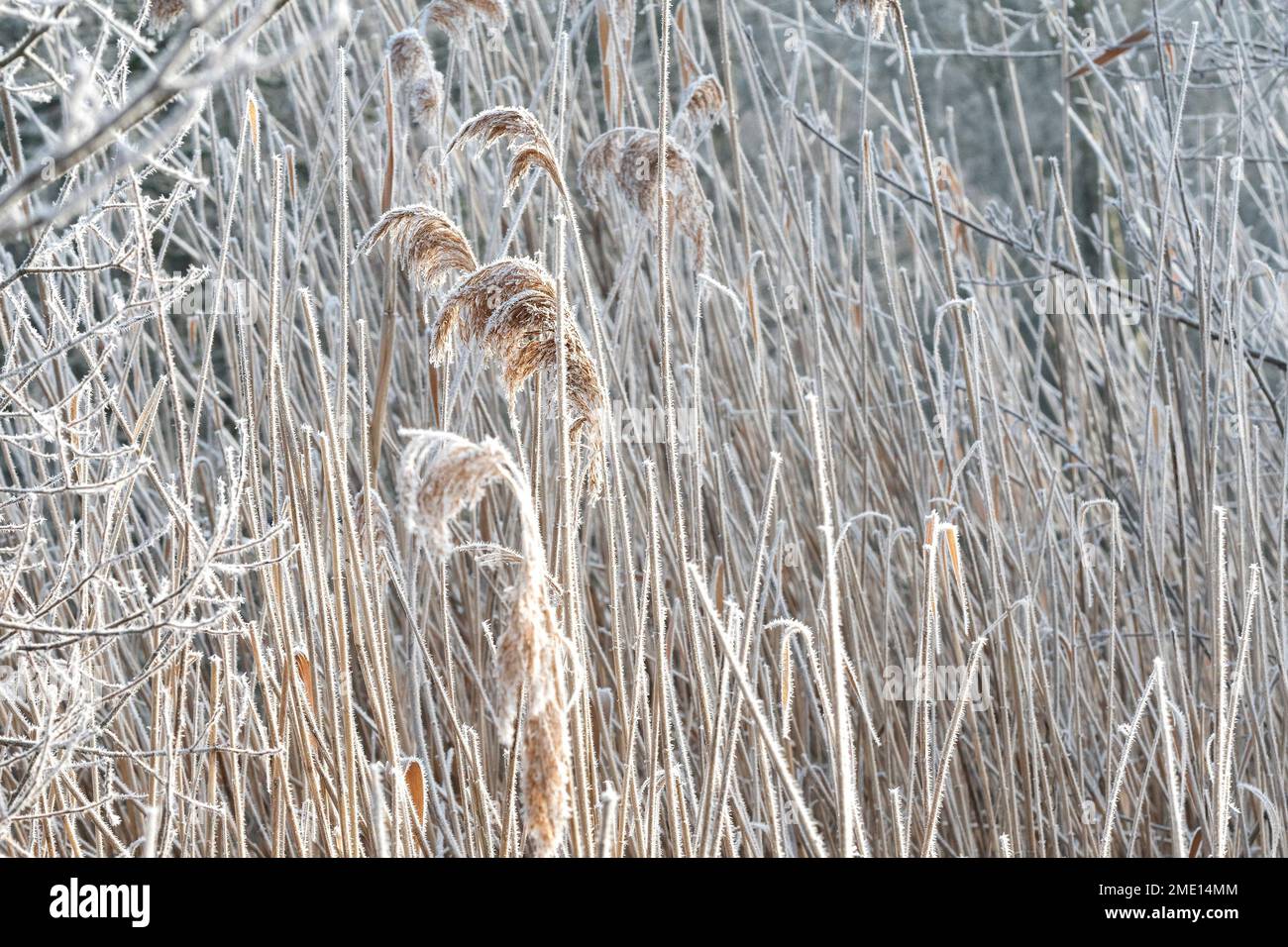 Frozen lake as Reading plunges to minus C 10 overnight- Study of glazed ...