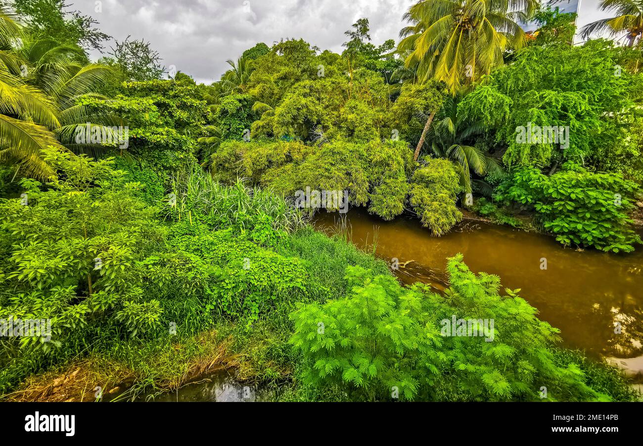 Green beautiful tropical river Freshwater Lagoon in Zicatela Puerto ...