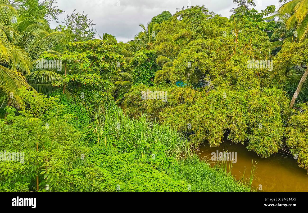 Green beautiful tropical river Freshwater Lagoon in Zicatela Puerto ...