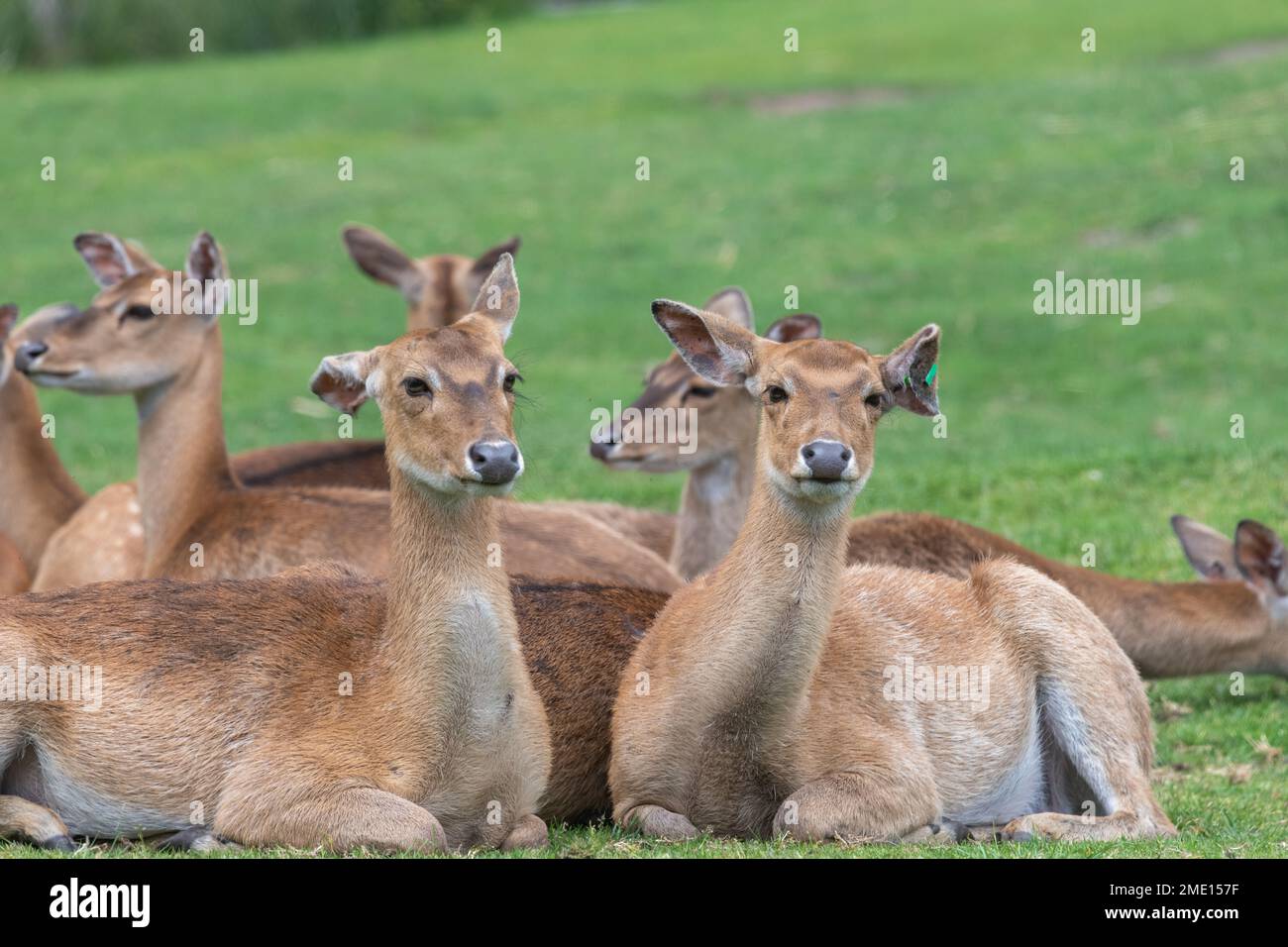 Persian fallow deer (dama mesopotamica) sitting on the grass Stock Photo