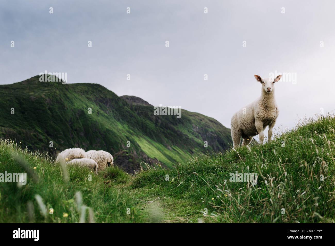 A grassy mountains and sheep grazing on highlands Stock Photo - Alamy