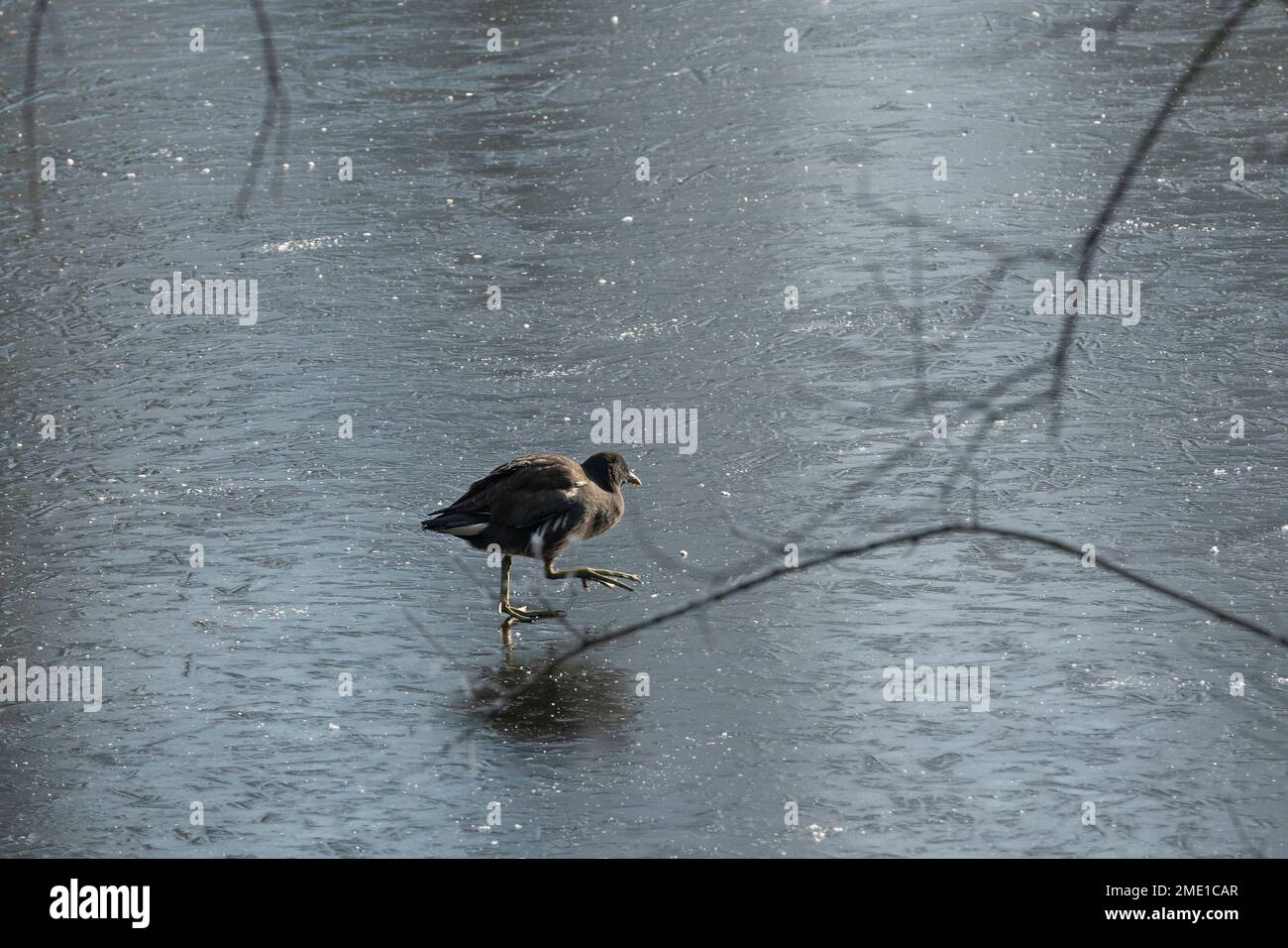 Frozen freshwater lake as Reading plunges to minus C 10 overnight. Coot bird carefully treads on iced lake as it learns how to walk on an icy surface Stock Photo