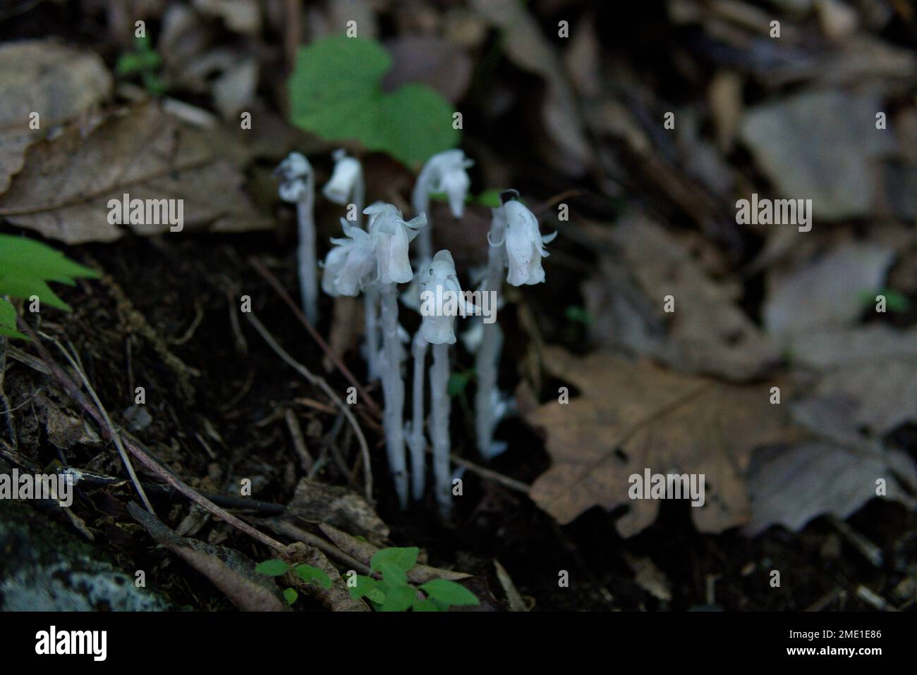 Indian Pipe Fungus in Pennsylvania Stock Photo Alamy
