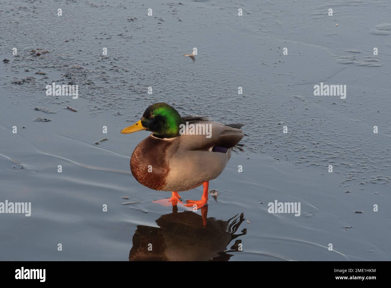 Frozen lake as Reading plunges to -10 overnight. A Mallard duck getting used to the lake which is now frozen over.  Berkshire, UK Stock Photo