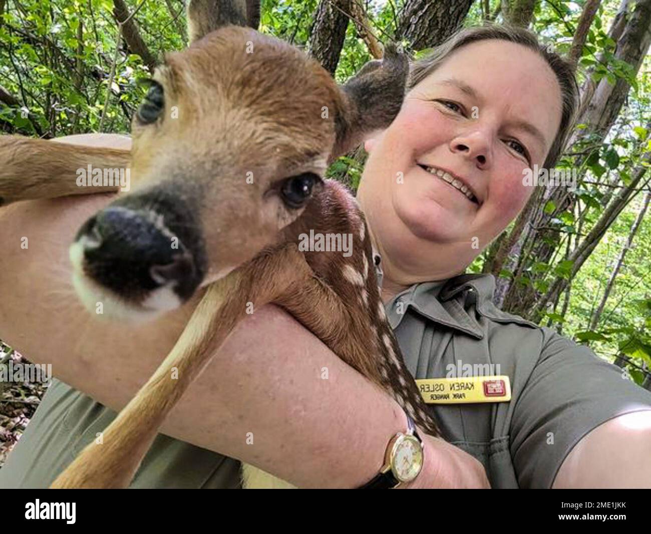 Karen Osler, a park ranger with U.S. Army Corps of Engineers Pittsburgh District, helps a fawn cross the road after watching it fall down and struggling to get up at the Youghiogheny River Lake in Confluence, Pennsylvania. While on patrol, Osler yielded as a doe crossed the road in front of her. The doe was being followed by her new determined yet uncoordinated fawn. As she was crossing the roadway, the fawn fell down in the middle of the road. Mom was frantically trying to get her fawn up. Osler pulled over, picked her up, and carried her away from the road and into the safety of the forest. Stock Photo