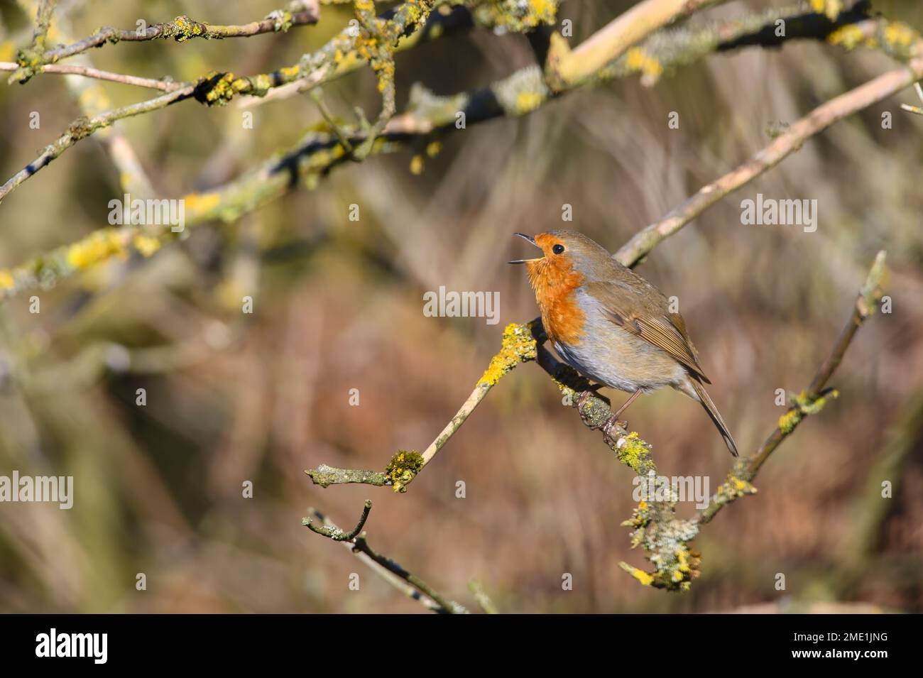 Eurasian Robin, Erithacus Rubecula, Perched on a tree branch, singing. Winter,side biew, looking left Stock Photo
