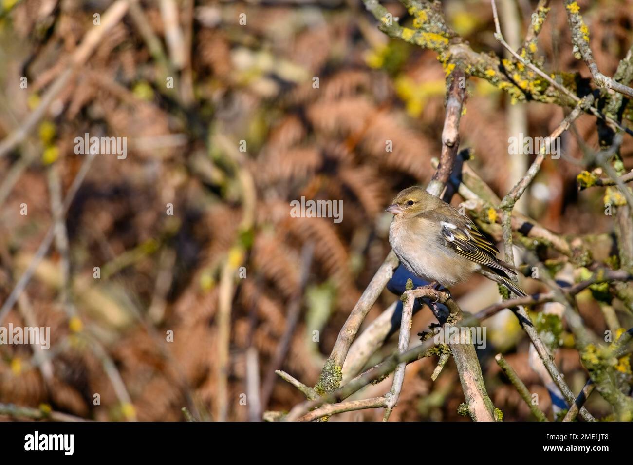 Female Chaffinch, Fringilla coeleb, Perched on a tree branch, winter, Side view looking left Stock Photo