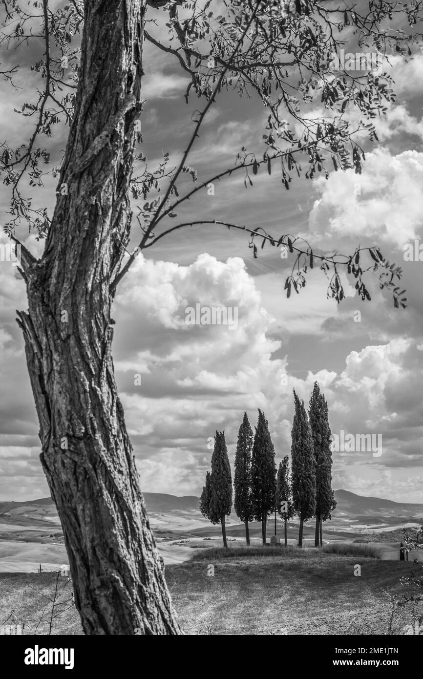 Iconic cypress trees in Tuscany's Val d'Orcia, Italy. Stock Photo