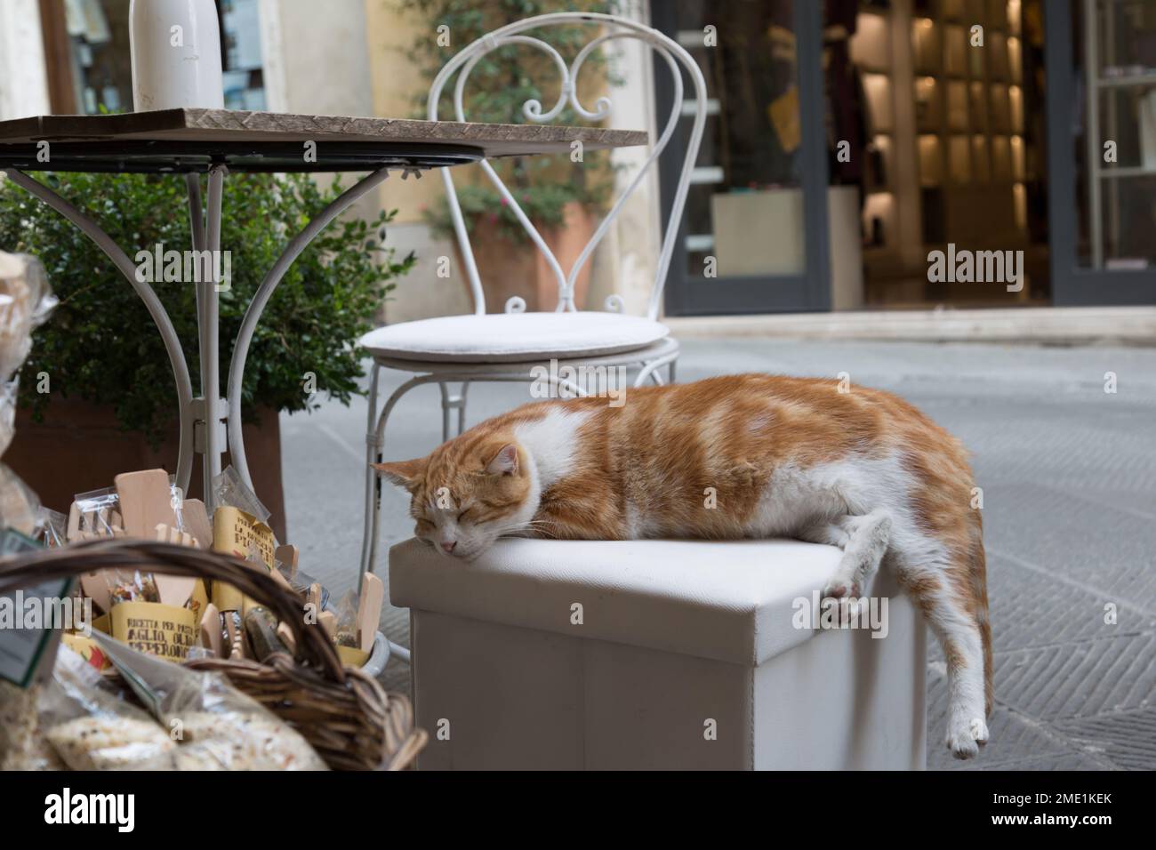 Orange and white cat sleeping on a stool outside of restaurant in San Quirico d'Orcia, Tuscany, Italy. Stock Photo