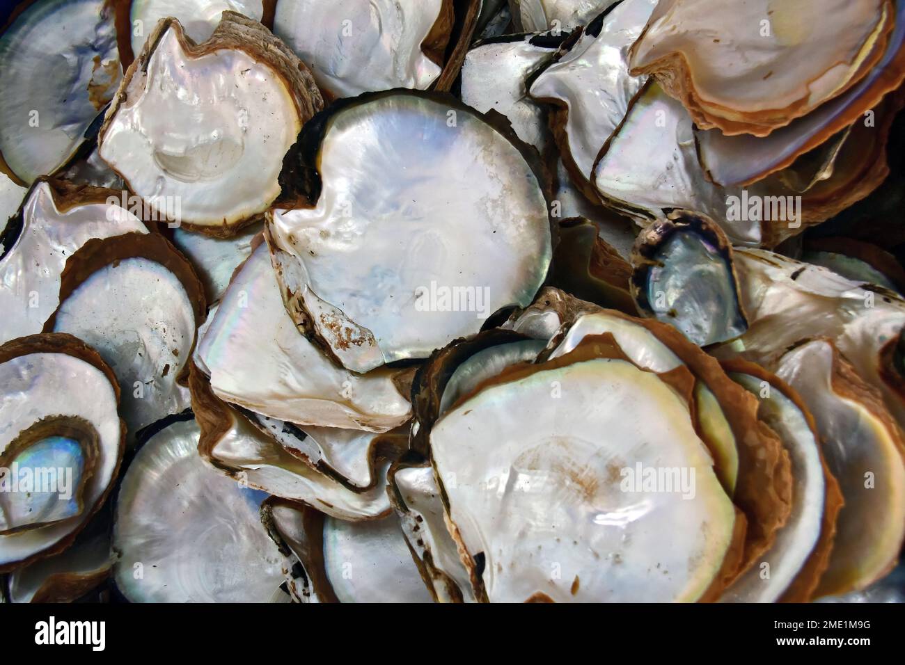 clam shell, pearl farm at Halong Bay, Vietnam, Asia Stock Photo Alamy