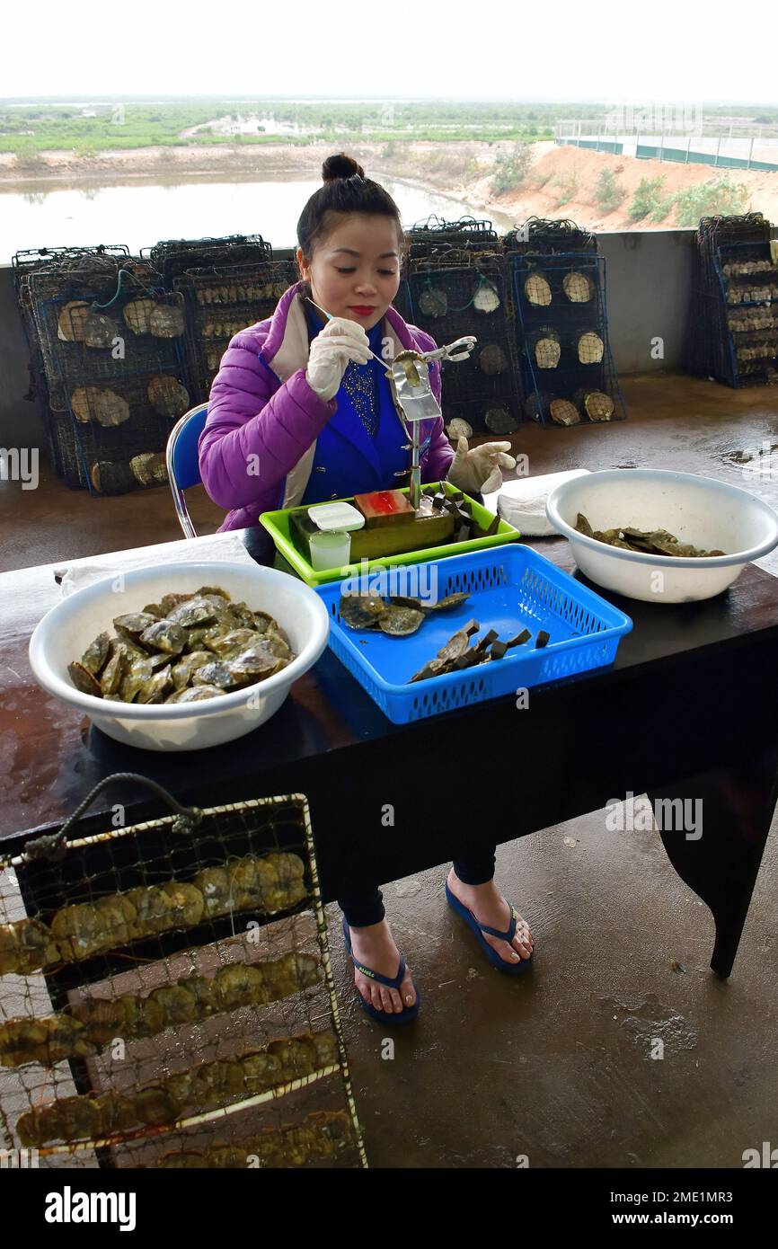 Worker preparing farmed oysters, Pearl farm at Halong Bay, Vietnam