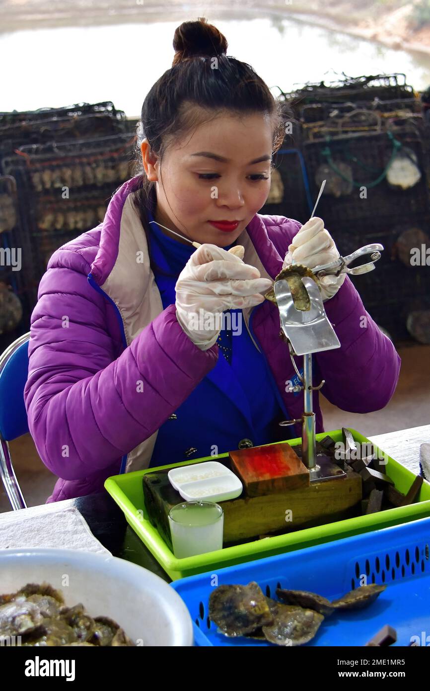 Worker preparing farmed oysters, Pearl farm at Halong Bay, Vietnam