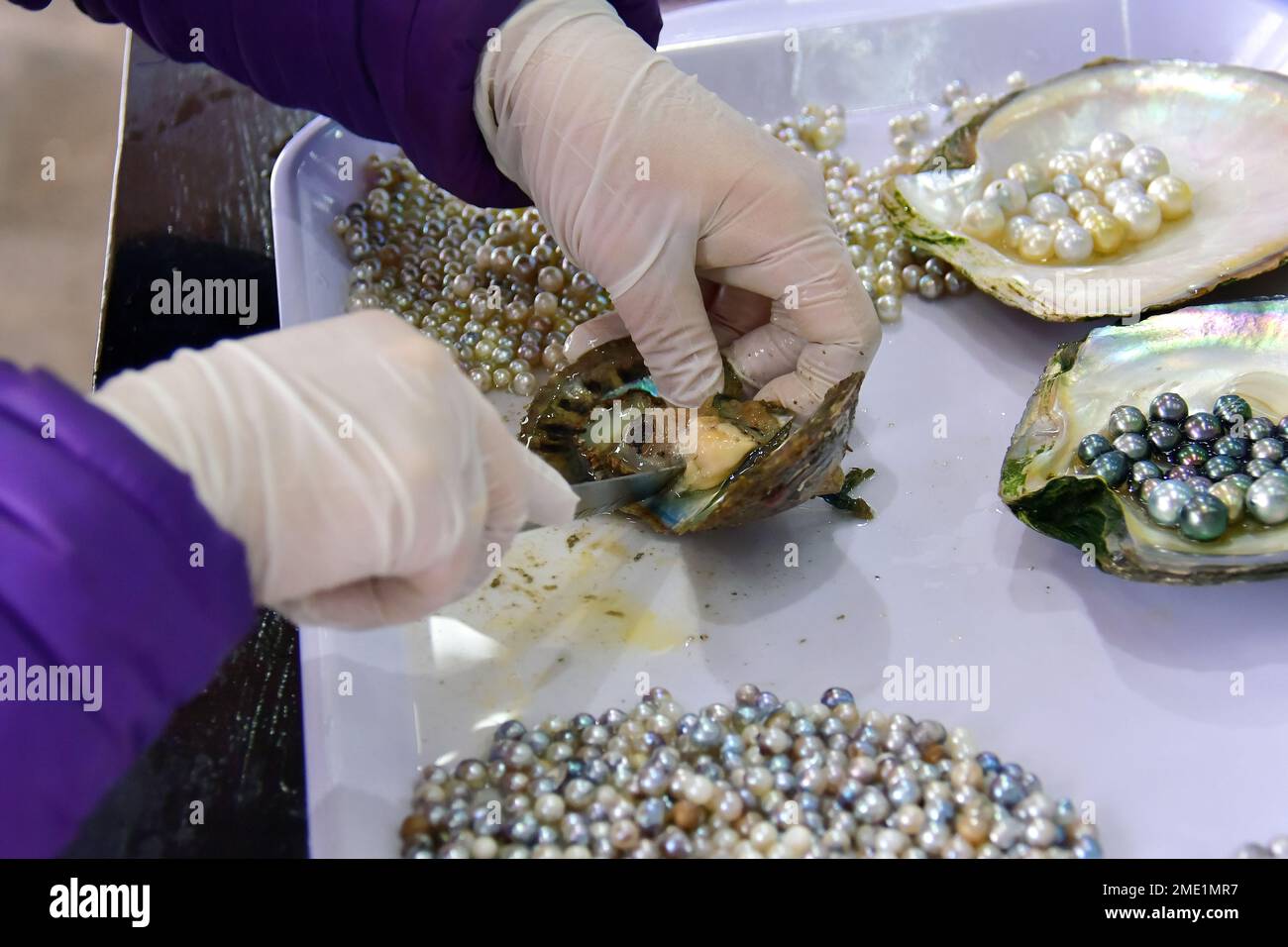 Extracting pearl from oyster shell, Pearl farm at Halong Bay, Vietnam, Asia Stock Photo