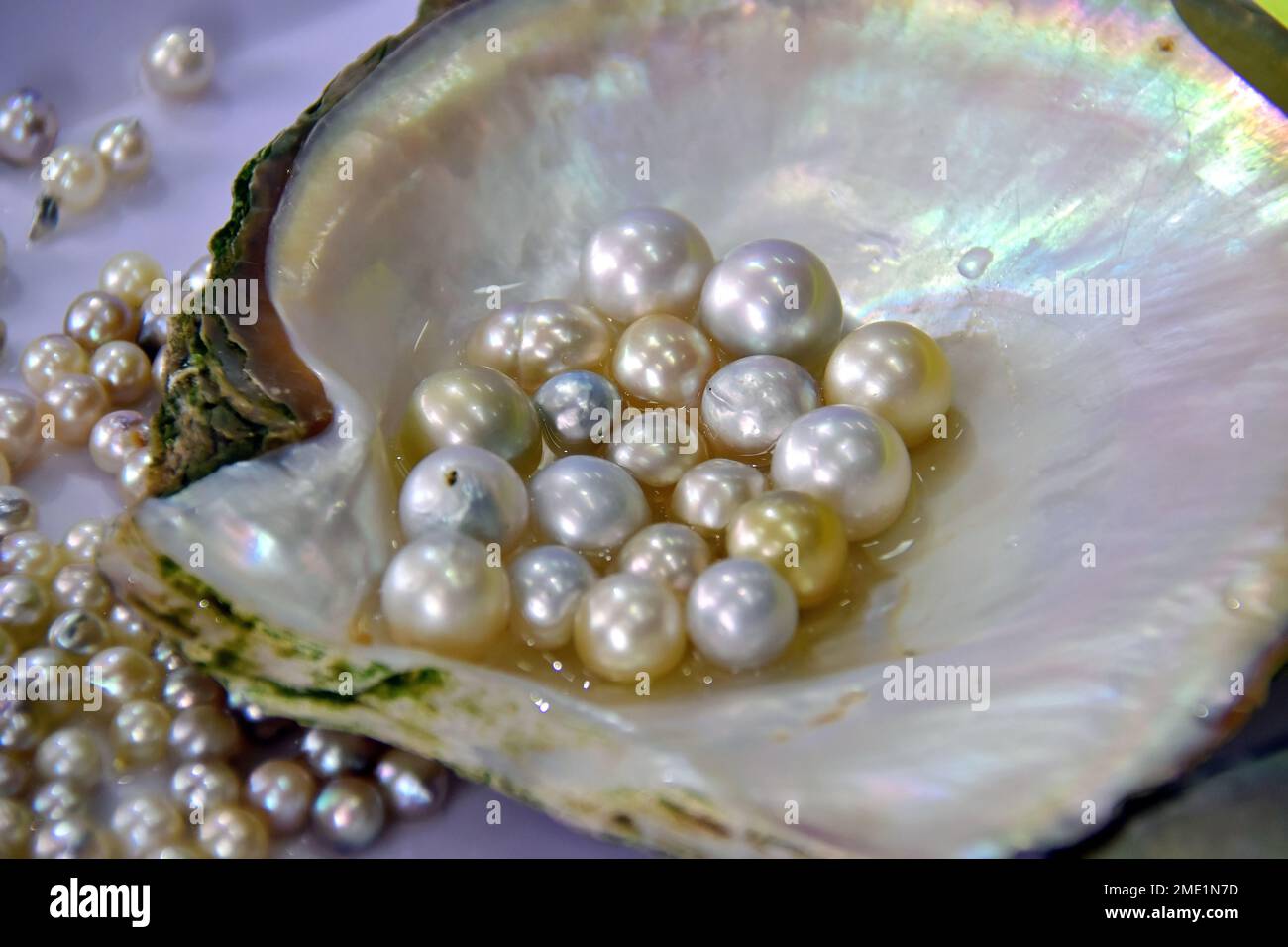 pearls, pearl farm at Halong Bay, Vietnam, Asia Stock Photo Alamy