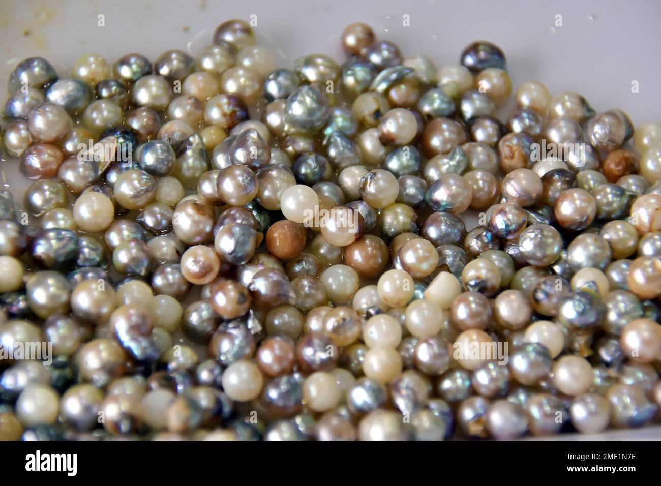 pearls, pearl farm at Halong Bay, Vietnam, Asia Stock Photo Alamy