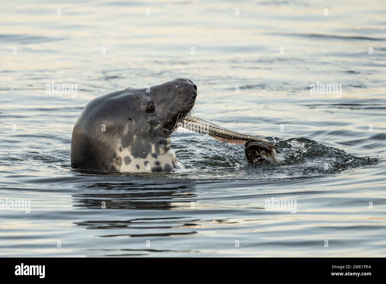 Harbor Seal (Phoca vitulina vitulina) enjoying a fish dinner as it swims in Hyannis Port Harbor, Cape Cod, Massachusetts Stock Photo