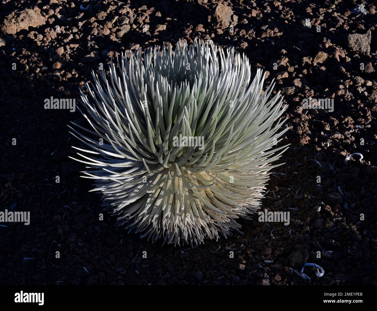 Silversword, Argyroxiphium sandwicense, Haleakala, Maui Stock Photo