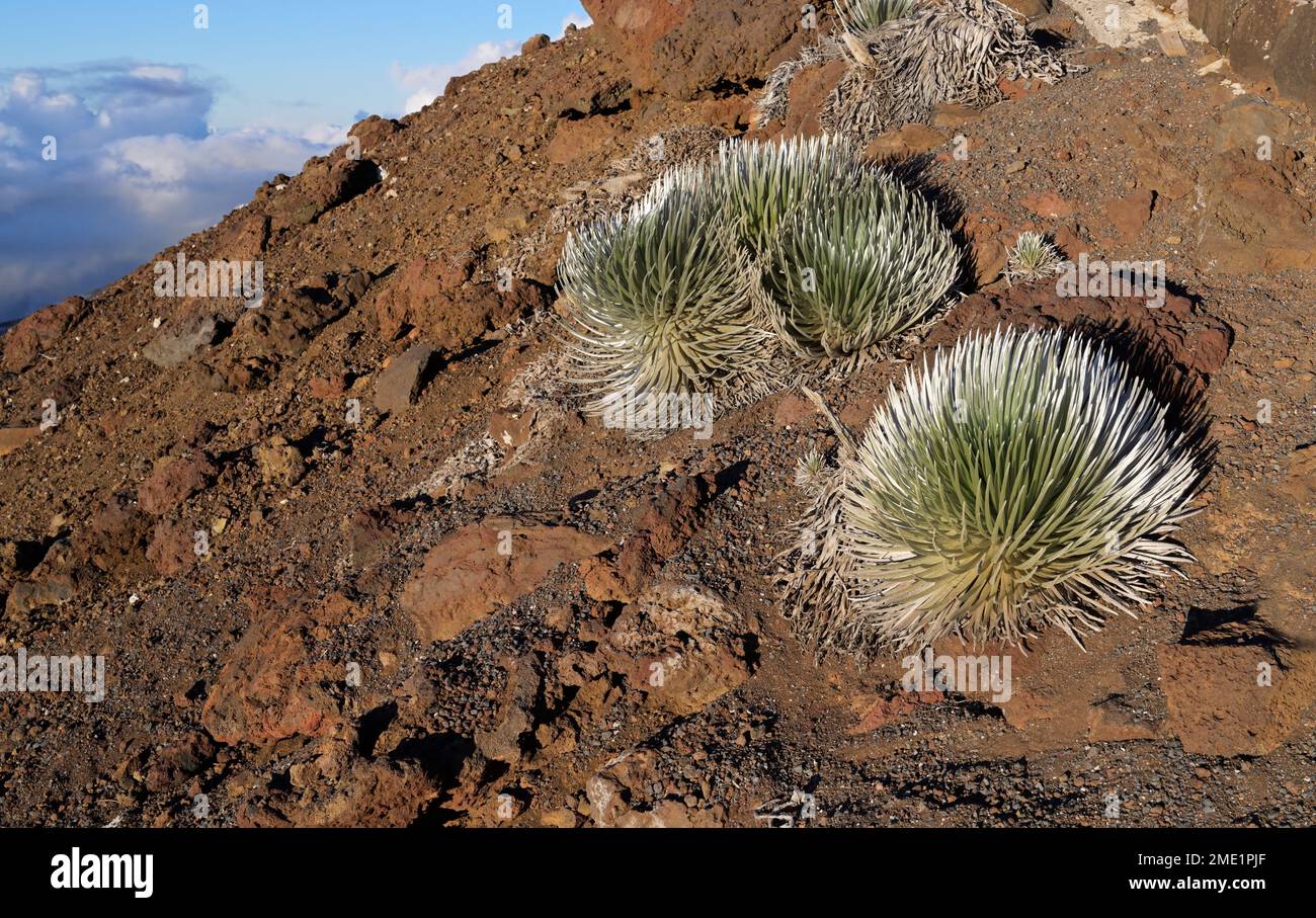 Silverswords, Argyroxiphium sandwicense, Haleakala, Maui Stock Photo